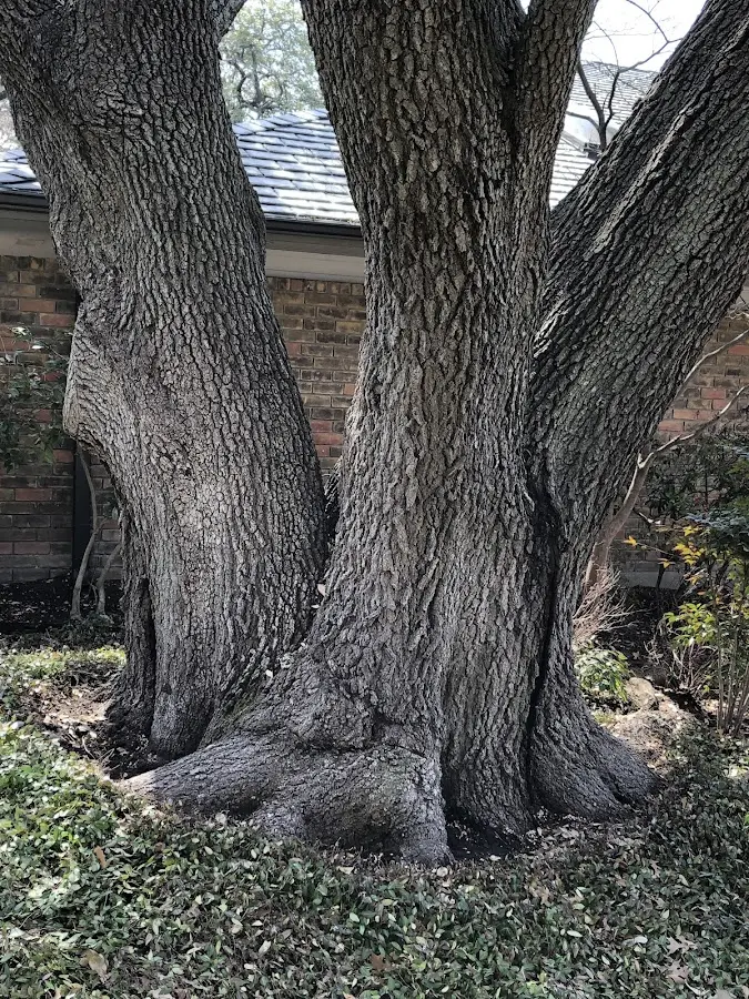 Mature heritage tree close to a Sumatra property cared for by certified arborists